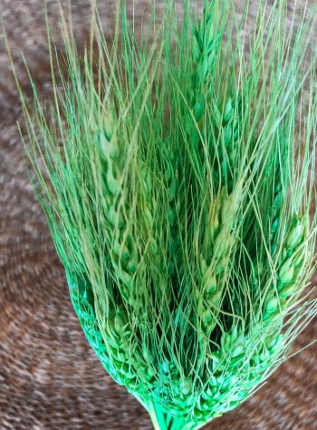 Ear of wheat grønn