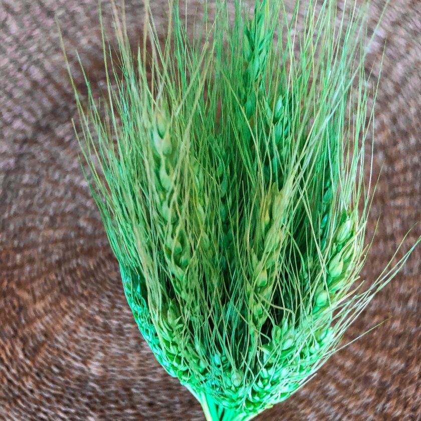 Ear of wheat grønn