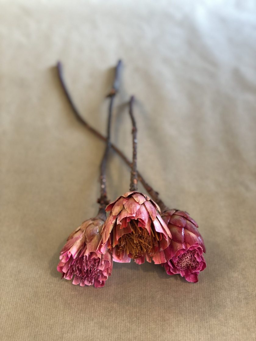 Protea Repens Blomst