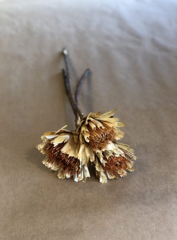 Protea Repens Blomst Creme