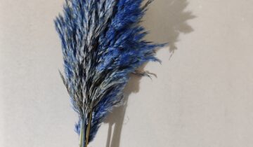 Pampas reed giant blå