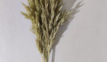 Pampas reed giant lime