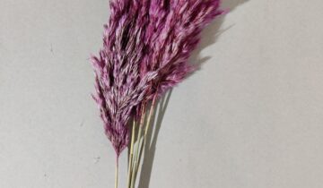 Pampas reed giant lilla/rosa